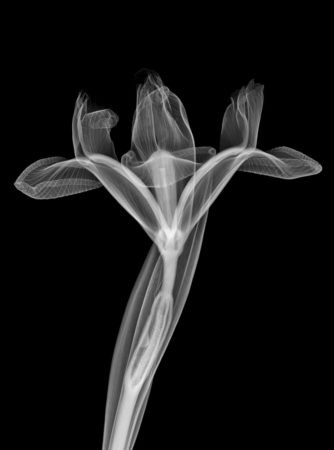 Nick Veasey