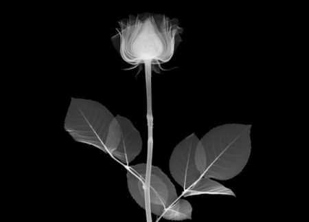 Nick Veasey